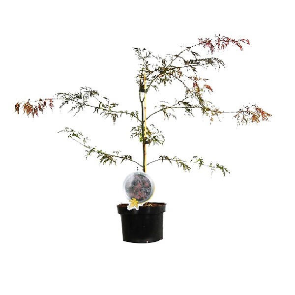 ARBORIX - Érable du Japon 'Garnet' - Acer Palmatum 'Garnet'  - 40-50 cm pot - large