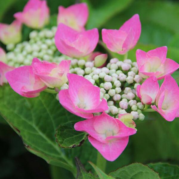 ARBORIX - 2 x Hydrangea macrophylla 'Taube' - Hydrangea macrophylla 'Taube'  - 25-30 cm pot - large