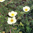 ARBORIX - 2 x Potentille 'Primrose Beauty' - Potentilla fruticosa 'Primrose Beauty'  - 25-30 cm pot - vignette