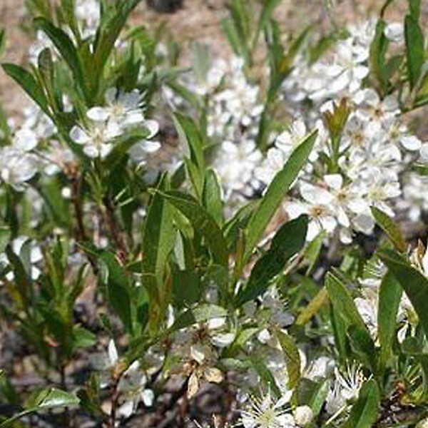 ARBORIX - Prunier tapissant - Prunus pumila 'Depressa'  - 25-30 cm pot - large