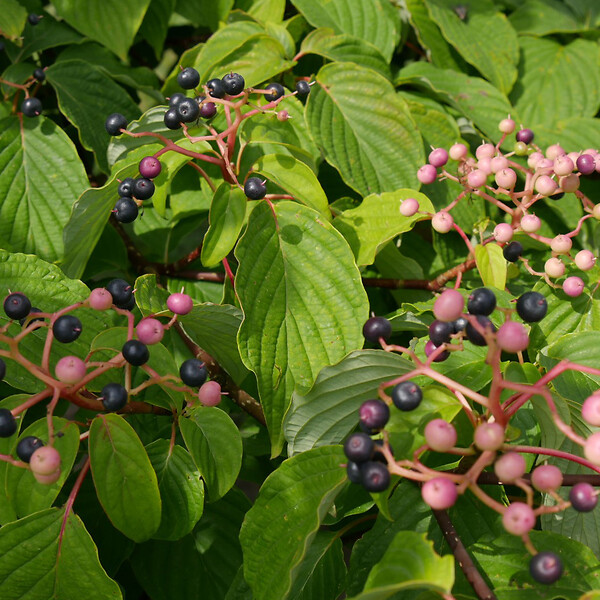 ARBORIX - Cornouiller discuté - Cornus Controversa  - 60-80 cm pot - large