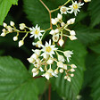 ARBORIX - 2 x Stephanandra tanakae - Stephanandra tanakae  - 30-40 cm pot - vignette