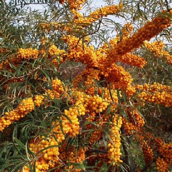 ARBORIX - 2 x Argousier - Hippophae rhamnoides  - 60-80 cm pot - large