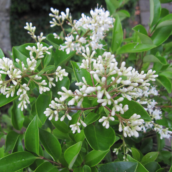 ARBORIX - Ligustrum japonicum 'Texanum' - Ligustrum Japonicum 'Texanum'  - 60-80 cm pot - large