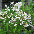ARBORIX - Ligustrum japonicum 'Texanum' - Ligustrum Japonicum 'Texanum'  - 60-80 cm pot - vignette
