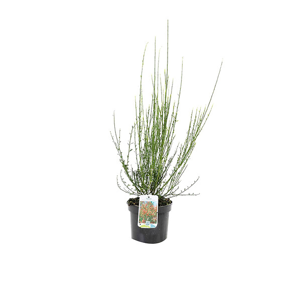 ARBORIX - 2 x Genêt 'Palette' - Cytisus 'Palette'  - 40-60 cm pot - large