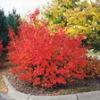ARBORIX - 2 x Aronie à feuilles d'arbousier - Aronia arbutifolia 'Brilliant'  - 40-60 cm pot - vignette