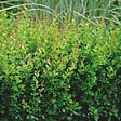 ARBORIX - 2 x Épine-vinette - Berberis buxifolia 'Nana'  - 20-25 cm pot - vignette
