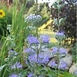ARBORIX - 2 x Barbe-bleue - Caryopteris clandonensis  - 40-50 cm pot - vignette