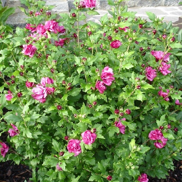 ARBORIX - Mauve en arbre 'Duc De Brabant' - Hibiscus syriacus 'Duc De Brabant'  - 40-60 cm pot - large