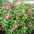 ARBORIX - Mauve en arbre 'Duc De Brabant' - Hibiscus syriacus 'Duc De Brabant'  - 40-60 cm pot - vignette