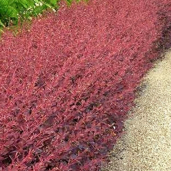 ARBORIX - 2 x Épine-vinette 'Auricoma' - Berberis ottawensis 'Auricoma'  - 40-50 cm pot - large