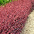 ARBORIX - 2 x Épine-vinette 'Auricoma' - Berberis ottawensis 'Auricoma'  - 40-50 cm pot - vignette