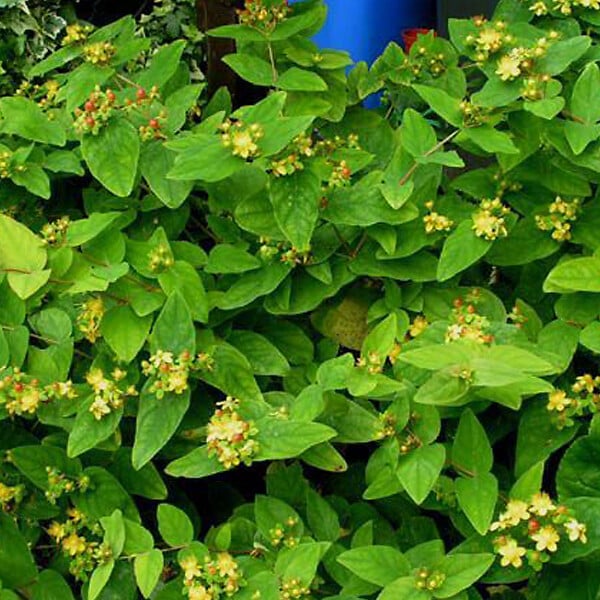 ARBORIX - 2 x Millepertuis 'Elstead' - Hypericum inodorum 'Elstead'  - 20-30 cm pot - large
