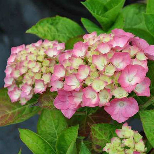 ARBORIX - 2 x Hortensia 'King George VII' - Hydrangea macrophylla 'King George Vii'  - 25-30 cm pot - large