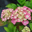 ARBORIX - 2 x Hortensia 'King George VII' - Hydrangea macrophylla 'King George Vii'  - 25-30 cm pot - vignette