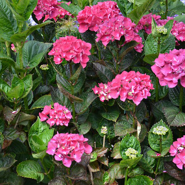 ARBORIX - 2 x Hortensia 'Merveille Sanguine' - Hydrangea Macrophylla 'Merveille Sanguinea'  - 25-30 cm pot - large