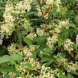 ARBORIX - Viorne 'Winton' - Viburnum hillieri 'Winton'  - 30-40 cm pot - vignette