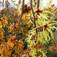 ARBORIX - Noisetier des sorcières - Hamamelis intermedia 'Orange Beauty'  - 40-60 cm pot - vignette