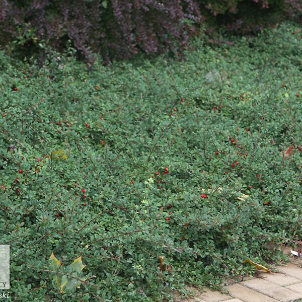 ARBORIX - 2 x Cotonéaster radicans 'Eichholz' - Cotoneaster Radicans 'Eichholz'  - 20-30 cm pot - large