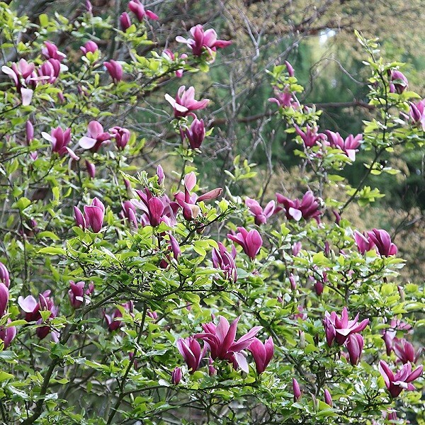 ARBORIX - Magnolia à fleurs de lis 'Nigra' - Magnolia Liliiflora 'Nigra'  - 50-60 cm pot - large