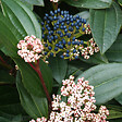 ARBORIX - 2 x Viorne de David - Viburnum Davidii  - 25-30 cm pot - vignette