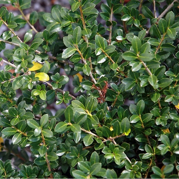 ARBORIX - 2 x Houx crénelé 'Green Lustre' - Ilex crenata 'Green Lustre'  - 25-30 cm pot - large