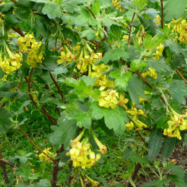 ARBORIX - 2 x Groseiller doré - Ribes odoratum  - 50-60 cm pot - large