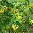 ARBORIX - 2 x Groseiller doré - Ribes odoratum  - 50-60 cm pot - vignette