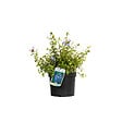 ARBORIX - Plumbago de Willmott - Ceratostigma Willmottianum  - 50-60 cm pot - vignette