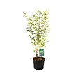 ARBORIX - 2 x Lespedeza thunbergii - Lespedeza thunbergii  - 30-40 cm pot - vignette