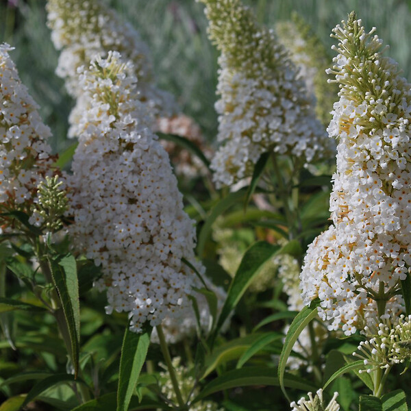 ARBORIX - 2 x Arbre aux papillons - Buddleja Davidii 'White Profusion'  - 40-60 cm pot - large