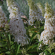 ARBORIX - 2 x Arbre aux papillons - Buddleja Davidii 'White Profusion'  - 40-60 cm pot - vignette