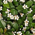 ARBORIX - 2 x Cotonéaster 'Skogholm' - Cotoneaster Suecicus 'Skogholm'  - 40-60 cm pot - vignette