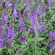 ARBORIX - 2 x Arbre aux papillons - Buddleja davidii 'Empire Blue'  - 40-60 cm pot - vignette