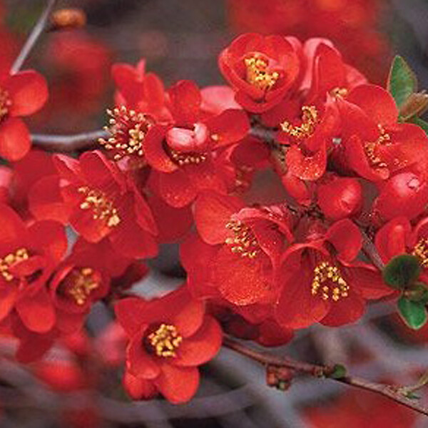 ARBORIX - 2 x Cognassier du Japon - Chaenomeles superba 'Crimson And Gold'  - 30-40 cm pot - large