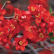 ARBORIX - 2 x Cognassier du Japon - Chaenomeles superba 'Crimson And Gold'  - 30-40 cm pot - vignette