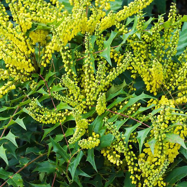 ARBORIX - Mahonia media 'Winter Sun' - Mahonia Media 'Winter Sun'  - 50-60 cm pot - large