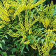 ARBORIX - Mahonia media 'Winter Sun' - Mahonia Media 'Winter Sun'  - 50-60 cm pot - vignette