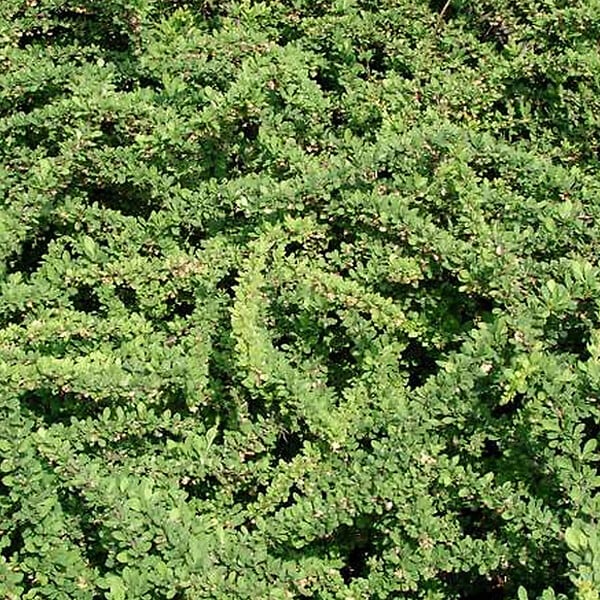 ARBORIX - 2 x Épine-vinette de Thunberg - Berberis thunbergii 'Green Carpet'  - 25-30 cm pot - large