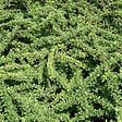 ARBORIX - 2 x Épine-vinette de Thunberg - Berberis thunbergii 'Green Carpet'  - 25-30 cm pot - vignette
