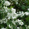ARBORIX - 2 x Seringat de Perse 'Bouquet Blanc' - Philadelphus 'Bouquet Blanc'  - 50-60 cm pot - vignette