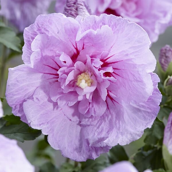 ARBORIX - Mauve en arbre - Hibiscus syriacus Lavender Chiffon  - 40-60 cm pot - large