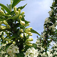 ARBORIX - 2 x Weigela 'Candida' - Weigela 'Candida'  - 50-60 cm pot - vignette