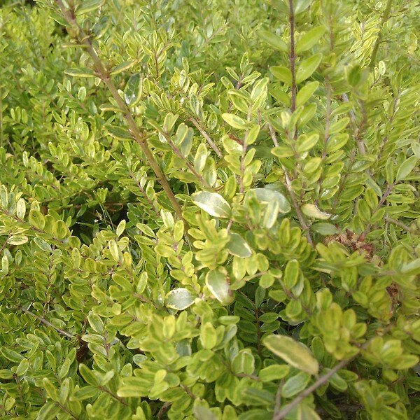 ARBORIX - 2 x Chèvrefeuille à feuilles de buis 'Lemon Beauty' - Lonicera nitida 'Lemon Beauty'  - 25-30 cm pot - large