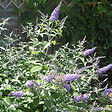 ARBORIX - 2 x Arbre aux papillons 'Lochinch' - Buddleja 'Lochinch'  - 40-60 cm pot - vignette