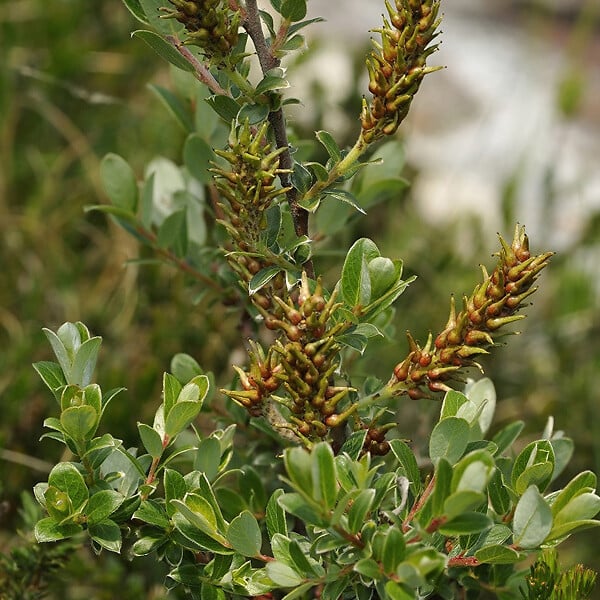 ARBORIX - 2 x Saule rampant 'Nitida' - Salix Repens Nitida  - 50-60 cm pot - large