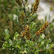 ARBORIX - 2 x Saule rampant 'Nitida' - Salix Repens Nitida  - 50-60 cm pot - vignette