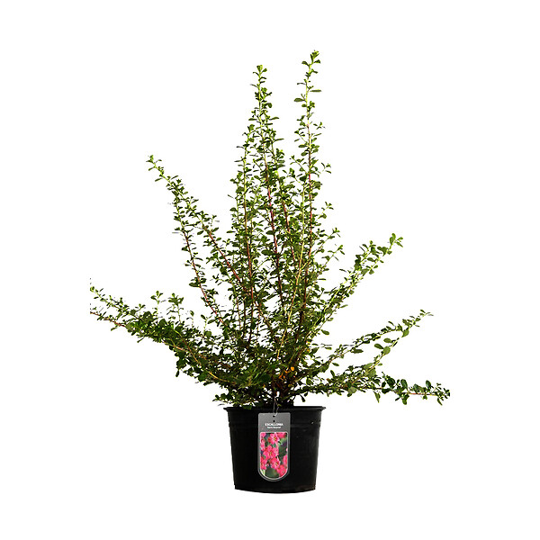ARBORIX - 2 x Escallonia 'Dart's Rosyred' - Escallonia 'Dart'S Rosyred'  - 40-50 cm pot - large