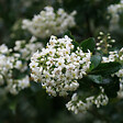 ARBORIX - 2 x Escallonia 'Iveyi' - Escallonia 'Iveyi'  - 30-40 cm pot - vignette